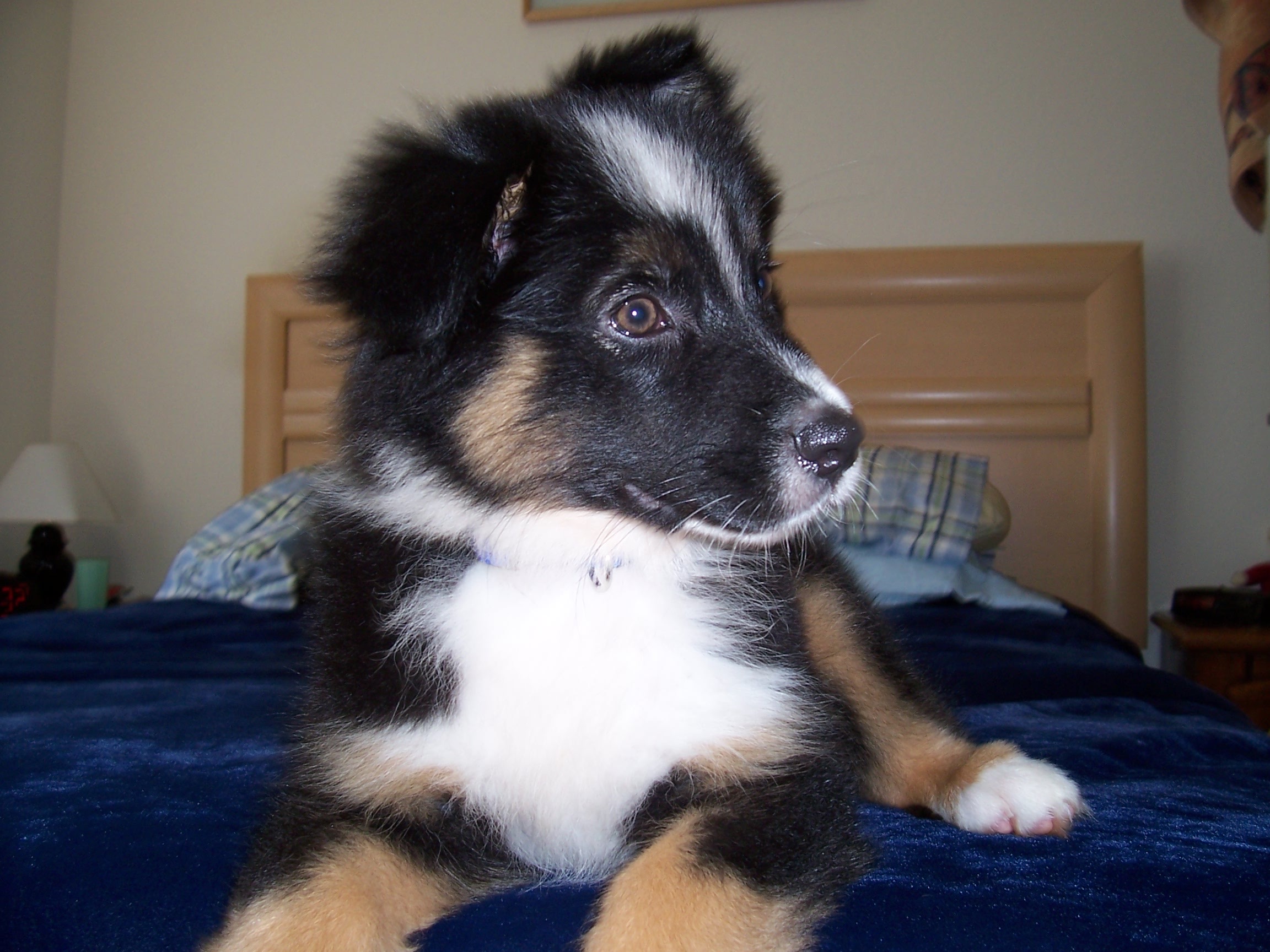 Layla photo